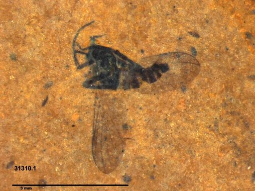 Diptera