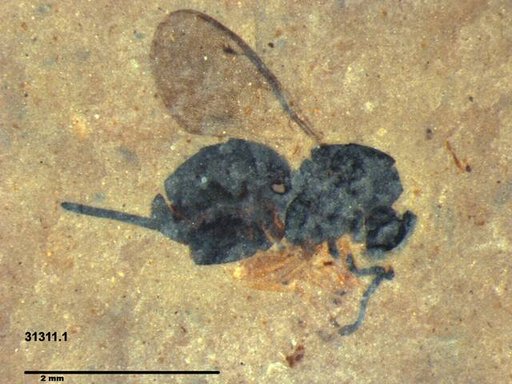 Genus sp