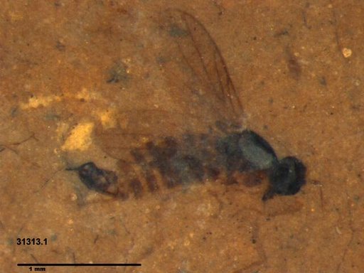 Diptera