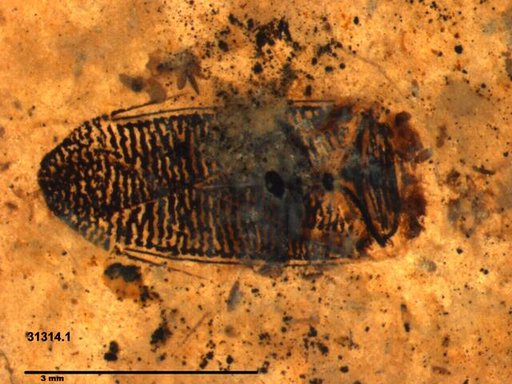 Corixidae