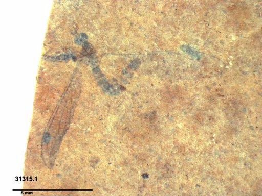 Diptera