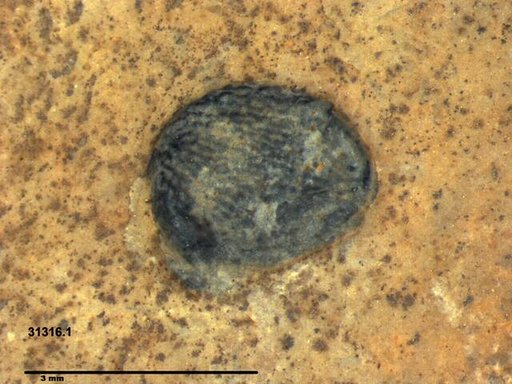 Tracheophyta