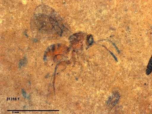 Genus sp
