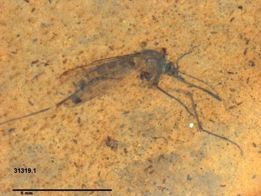 Genus sp