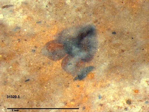 Tracheophyta
