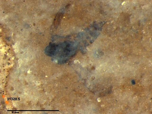 Diptera