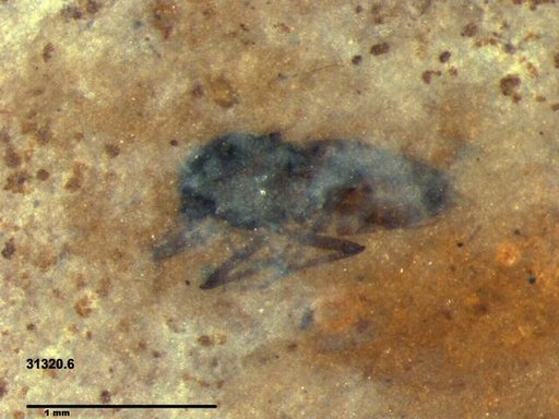 Diptera