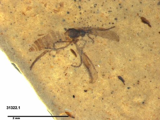 Diptera