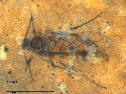 Aphididae