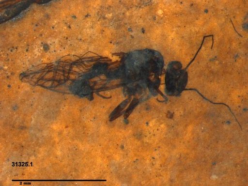 Aphididae