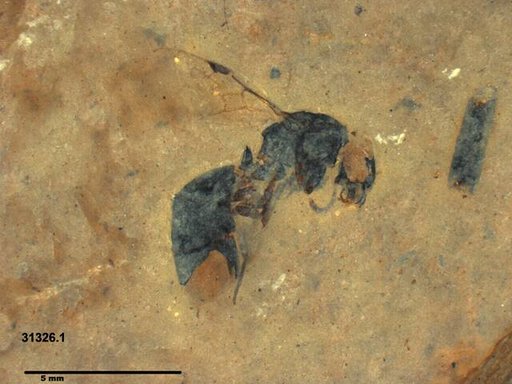 Formicidae