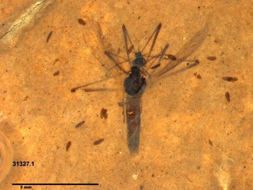 Diptera