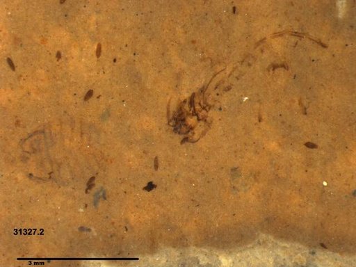 Genus sp