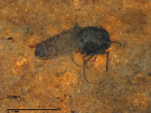 Diptera