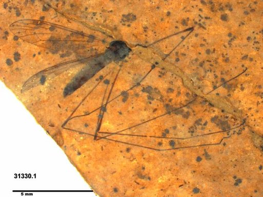 Diptera