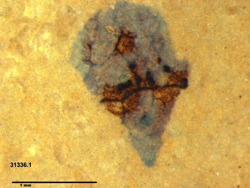 Tracheophyta