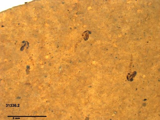 Chaoboridae