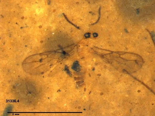Braconidae