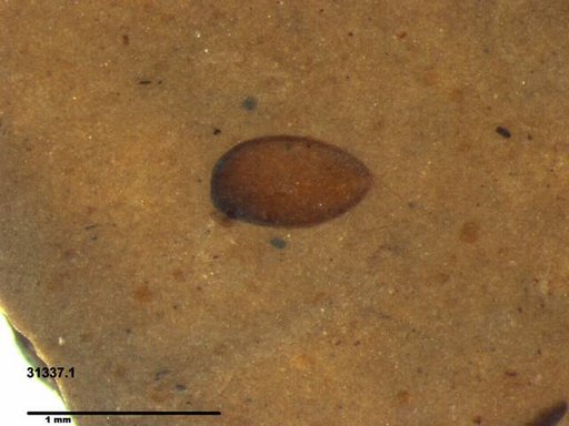 Tracheophyta