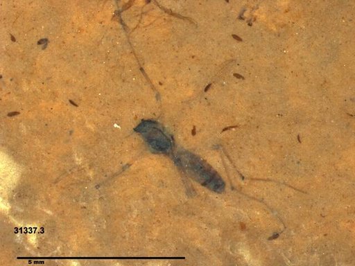 Diptera