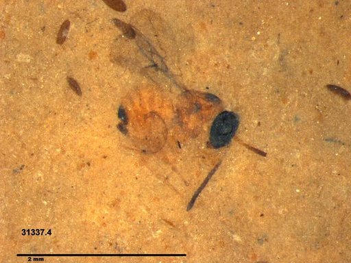 Genus sp