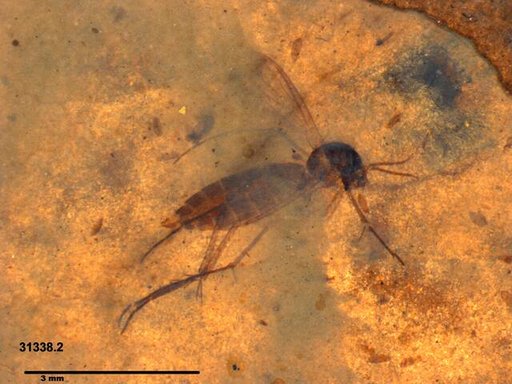 Mycetophilidae