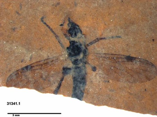 Genus sp