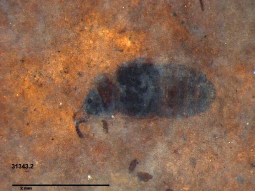 Genus sp