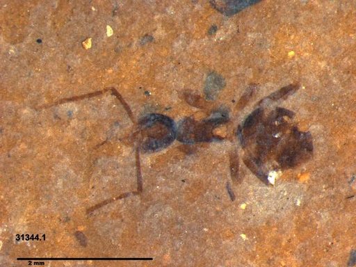 Formicidae
