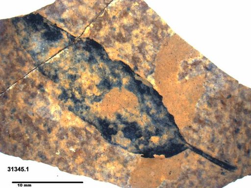 Tracheophyta