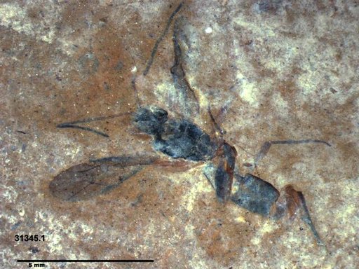 Ichneumonidae