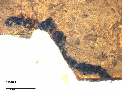 Genus sp