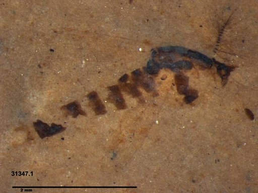 Chaoboridae