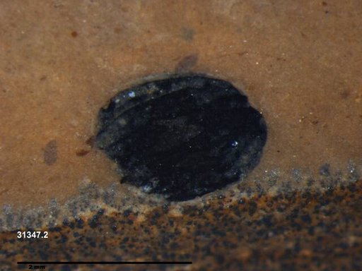 Tracheophyta