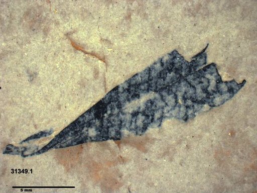 Tracheophyta