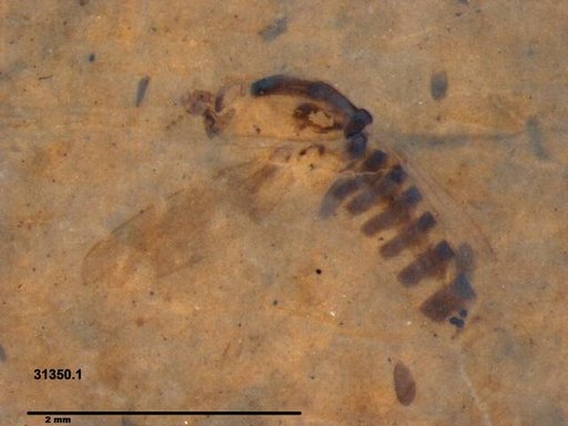 Chaoboridae
