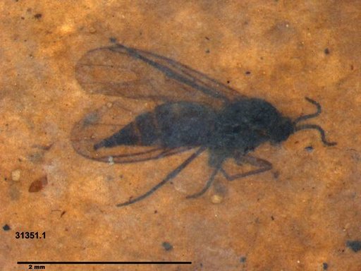 Diptera