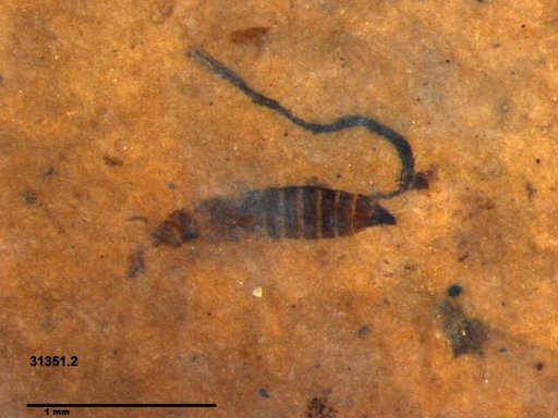 Genus sp