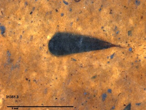 Tracheophyta