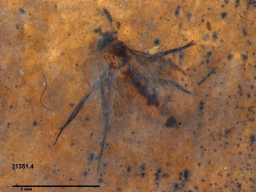 Diptera