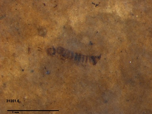 Genus sp