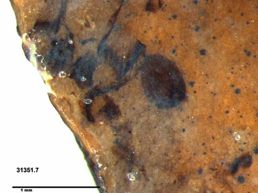 Tracheophyta