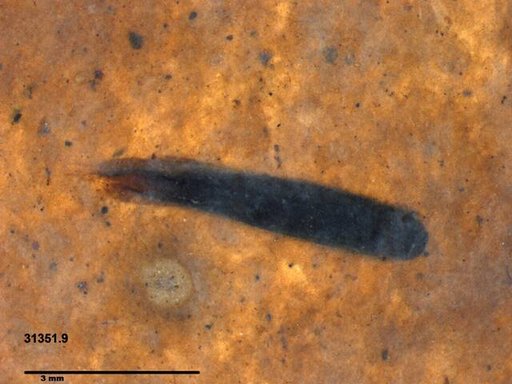 Tracheophyta