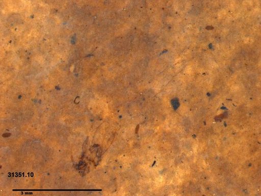 Genus sp