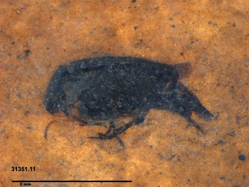 Mordellidae