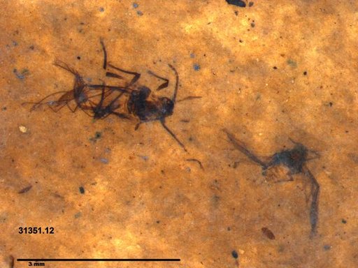 Aphididae