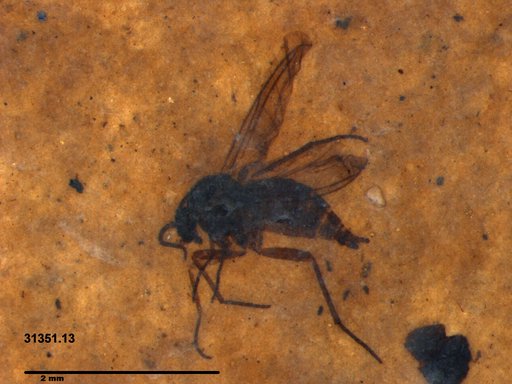 Diptera