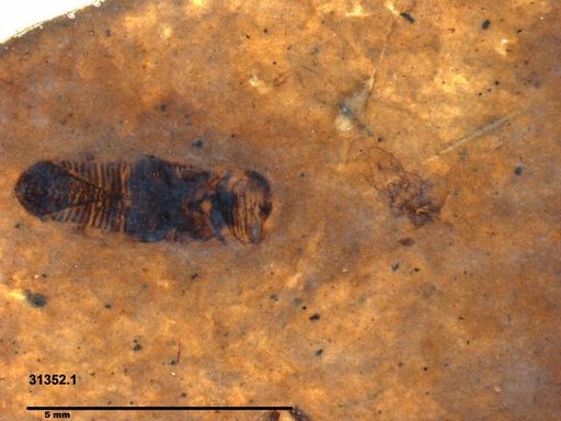 Corixidae