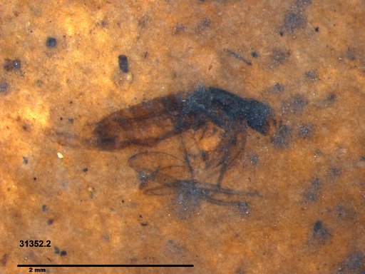 Diptera