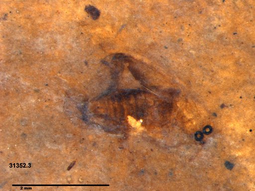 Insecta